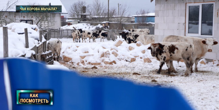 Сельский детектив. В Молодечно коровы на самовыгуле пугают местное население