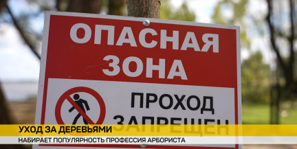В Беларуси растет число арбористов – специалистов по уходу за деревьями