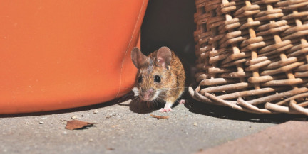 Мышь на борту самолета заставила пилотов изменить маршрут и вернуться домой