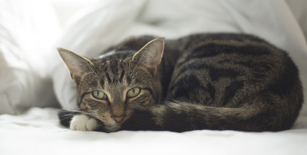 ТОП-10 признаков, что ваша кошка стареет: покажите питомца ветеринару