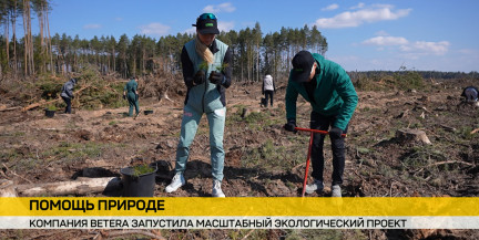 Betera и спортсмены высадили 23 тысячи деревьев на Могилевщине после урагана