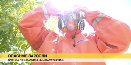 Зеленая оккупация. Как проходит борьба с инвазивными растениями в Беларуси