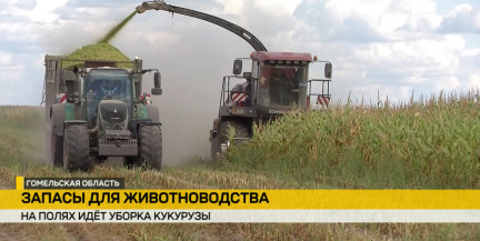 Уборочная приближается к финишу: как на Гомельщине заготавливают кукурузу?