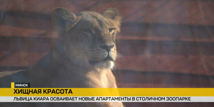 Львица Киара из Белгорода поселилась в Минском зоопарке
