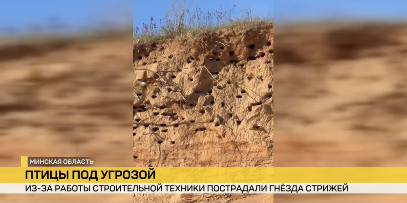 Под Минском из-за работы строительной техники пострадали гнезда стрижей – что было дальше