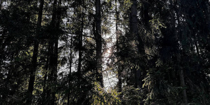 16 марта в Беларуси стартует добровольная кампания «Лес! Дабро! Парадак!»