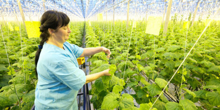 Минчанам предлагается подработка на сельхозработах с ежедневным доходом