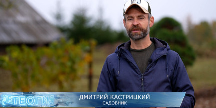 Как правильно посадить озимый чеснок осенью: советы садовника Дмитрия Кастрицкого