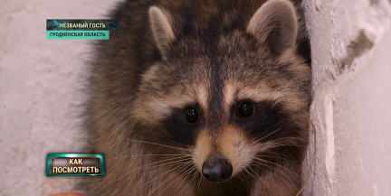 Енот из США приплыл в Беларусь: где поселится случайный гость – в репортаже ОНТ
