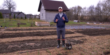 Урожай в каждой лунке. Чем подкормить чеснок и лук, рассказал садовник Кастрицкий