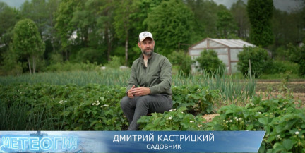 Чем подкормить клубнику, чтобы ягоды были сладкими, рассказал садовник