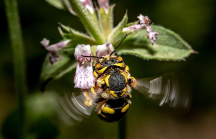 Ученые обнаружили пчел с рогами