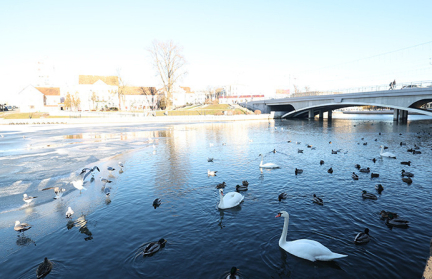 Почему нельзя кормить уток и лебедей в городе, рассказали в Минприроды