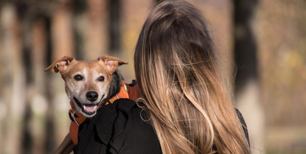 Как в Беларуси будут вычислять тех, кто не платит налог на собак и скрывает питомца