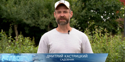 Что посеять после уборки чеснока и лука, рассказал садовник Кастрицкий