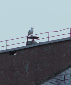 Не весна, а крик души: чайки в Гродно мешают горожанам спать