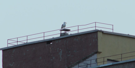 Не весна, а крик души: чайки в Гродно мешают горожанам спать