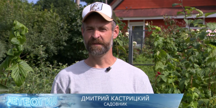 Как правильно обрезать и подкормить кусты сразу после сбора ягод, рассказал садовник Кастрицкий