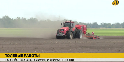 Не только хлеб: в хозяйствах Беларуси собирают сахарную свеклу и тестируют новый рапс