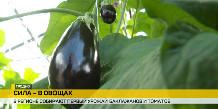 В Гродно начали собирать первые в сезоне белорусские томаты и баклажаны