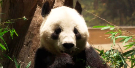 Последние панды покинули Японию