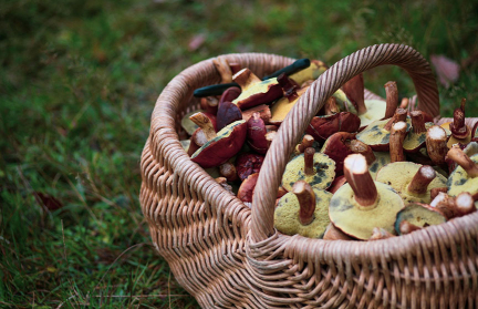 В каких областях Беларуси больше всего грибов и ягод с радиацией, рассказал эпидемиолог