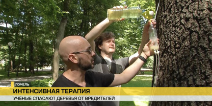 В Гомеле на могучих деревьях появились медицинские капельницы: что происходит