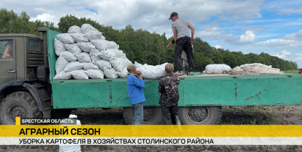 Ультраранний урожай: аграрии Столинского района копают картофель, чтобы обеспечить страну и выйти на экспорт