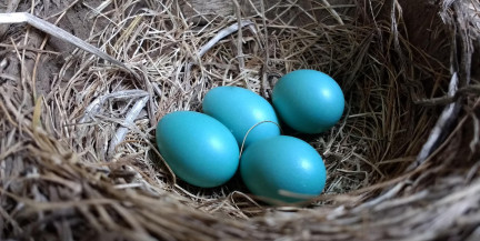 В Беларуси в продаже могут появиться голубые и зеленые яйца