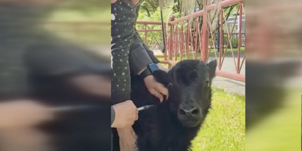 Семейная пара яков в Гродненском зоопарке снова стала родителями
