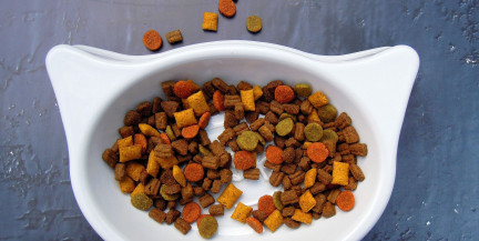 В Беларуси небольшие магазины будут обязаны продавать корм для домашних животных