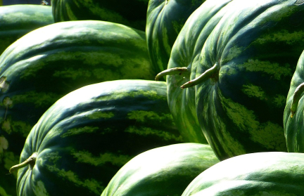 «Арбузы из гаража». Студенты-иностранцы устроили незаконную торговлю в Витебске