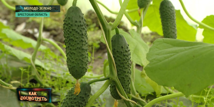 Белорусские огурцы в марте: теплицы в Березовском районе бьют рекорды