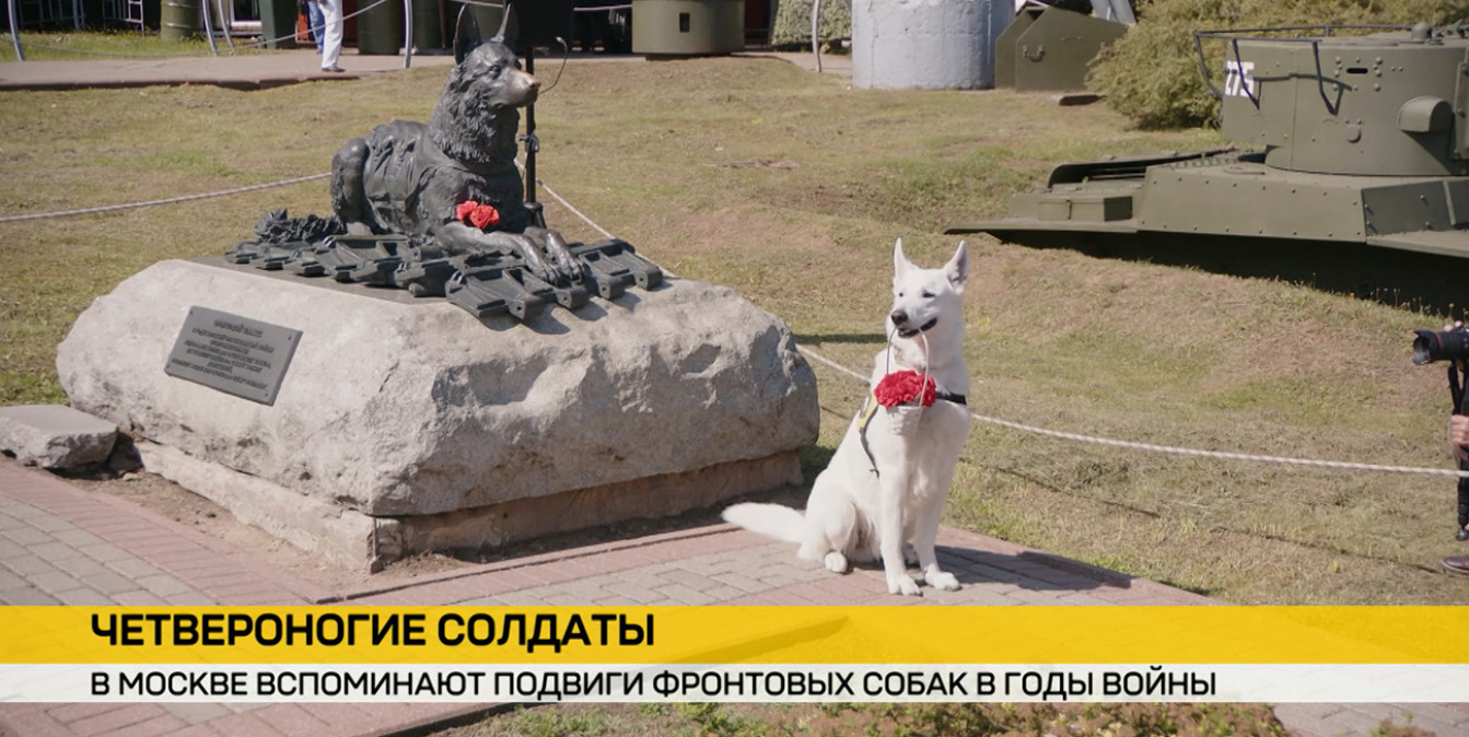 День фронтовой собаки: в Москве вспоминают четвероногих героев войны и их современную службу