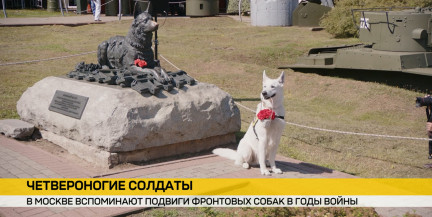 День фронтовой собаки: в Москве вспоминают четвероногих героев войны и их современную службу