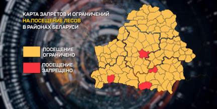 Минлесхоз обновил карту ограничений на посещение лесов: в некоторых районах введен полный запрет