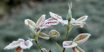 Штормовое предупреждение: в Беларуси ожидаются заморозки до -3°С