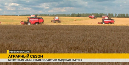 Жатва на полных оборотах: аграрии Беларуси убрали 20% площадей и нацелены на второй миллион тонн зерна