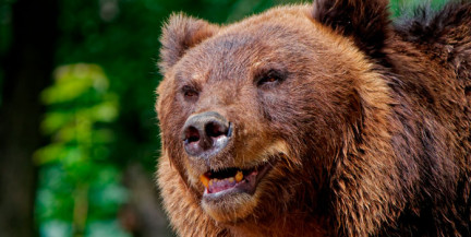 Итоги первого сезона охоты на медведя в Беларуси подвели в БООР