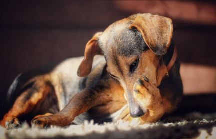 Оставили «мину» прямо на входе в подъезд! Как накажут тех, кто не убирает за своими собаками