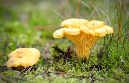 Какие грибы больше всего накапливают радиацию – вы будете удивлены