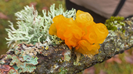 Белорусы не едят, в Китае и Корее – деликатес. В Беловежской пуще заметили необычный для зимы гриб