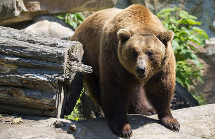В БООР назвали дату следующего аукциона на право добычи медведя