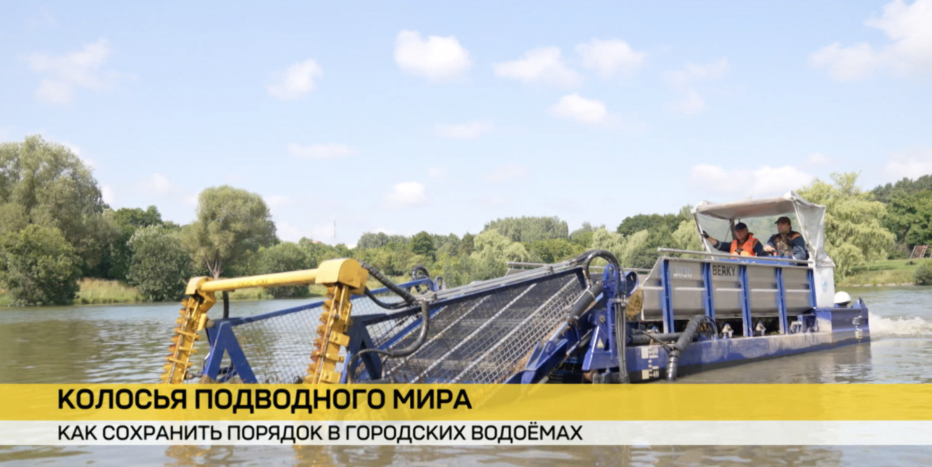 Проблема водорослей и как сохранить порядок в водном мире, не нарушая микроклимат