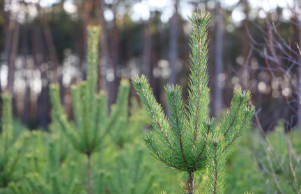 До 30 базовых. В Минлесхозе рассказали о штрафах за срубленную в лесу елку