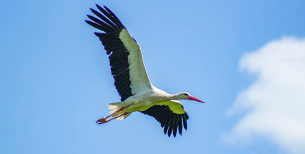 Весна будет ранней? Из Африки в Беларусь возвращаются аисты