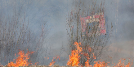 В ряде регионов Беларуси вводят запрет на посещение лесов