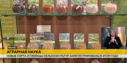 Новые сорта и техника: как белорусские ученые помогают аграриям повысить урожайность
