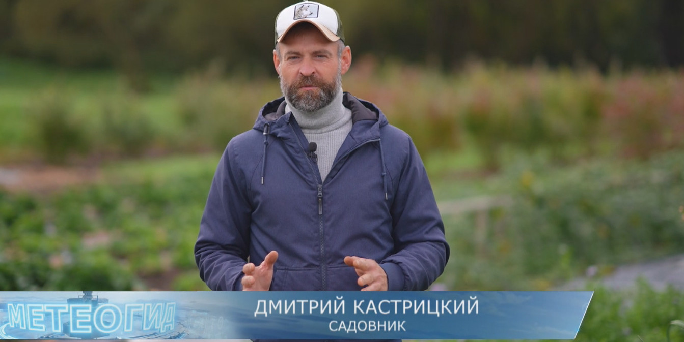 Портрет садовника Дмитрия Кастрицкого в куртке и кепке на фоне сада. Снизу расположена синяя плашка с логотипом «МЕТЕОГИД» и его именем.