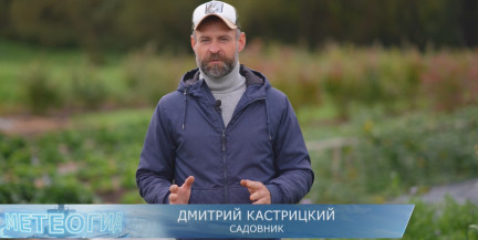 Как правильно убирать и хранить лук-порей: секреты сочности от Дмитрия Кастрицкого